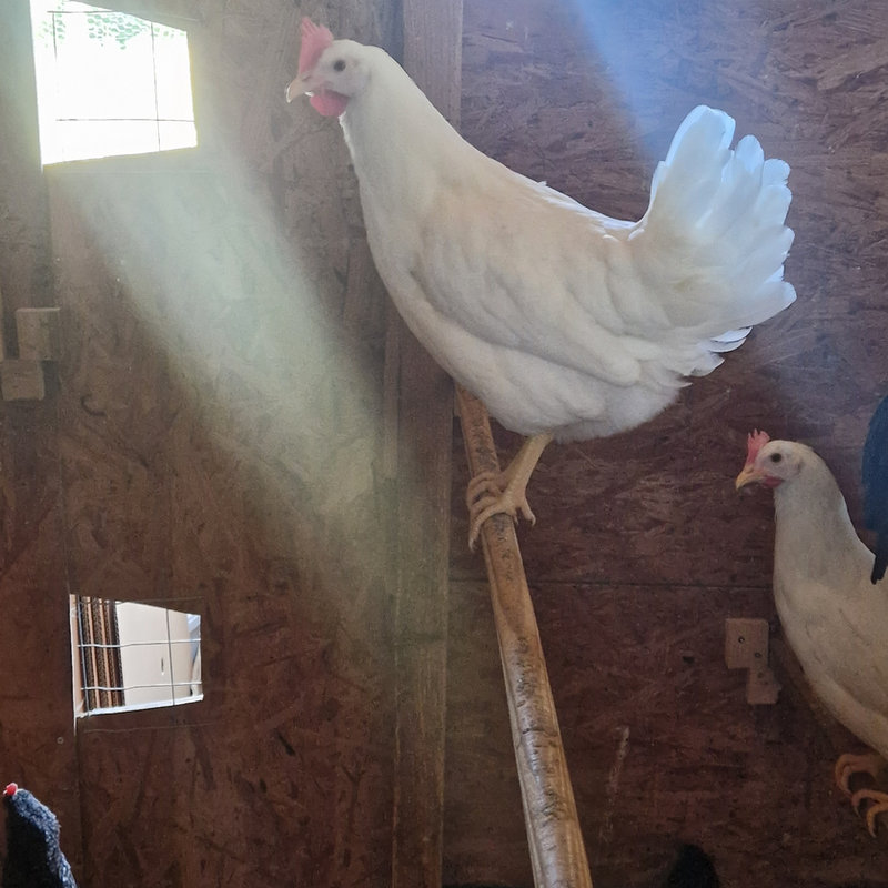 Weiße Leghorn