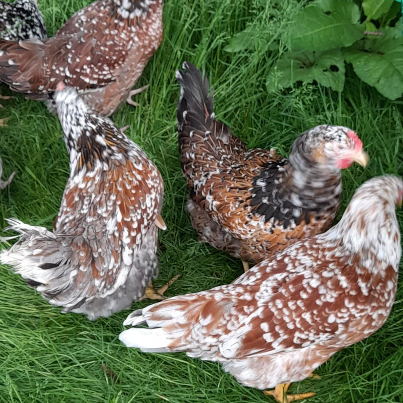 Eine Gruppe Hühner auf der grünen Wiese